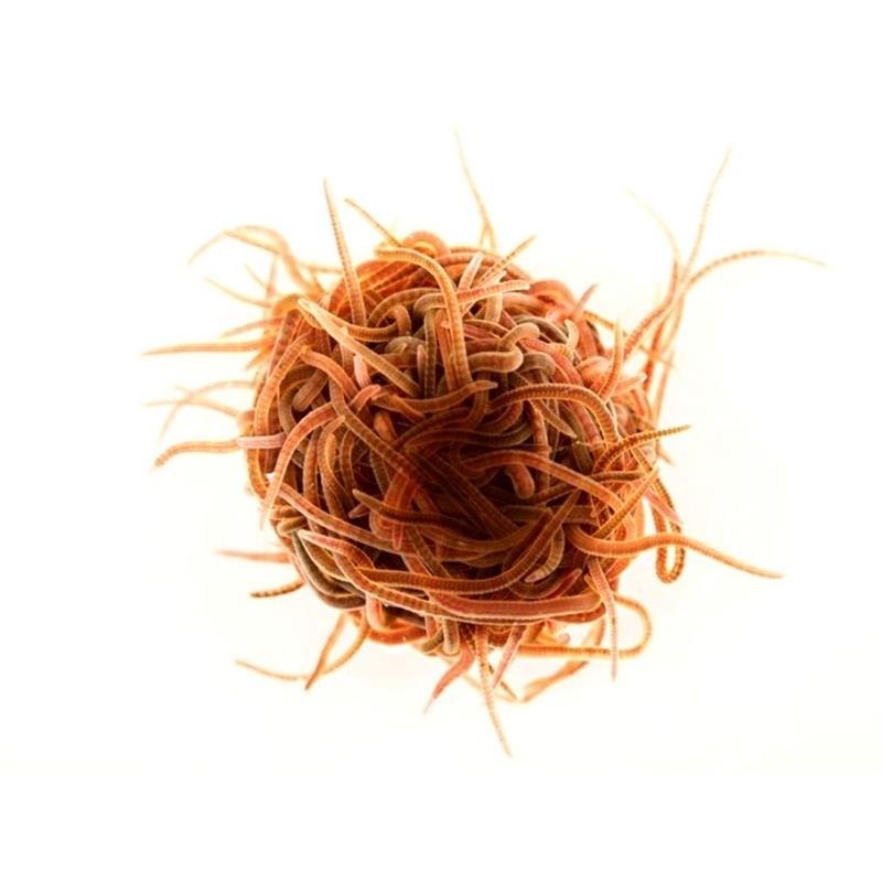 Viermi Black Worms (California Blackworms) vii 45ml - imagine 4